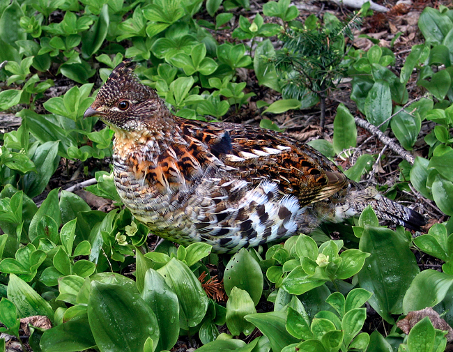 Ruffed Grouse