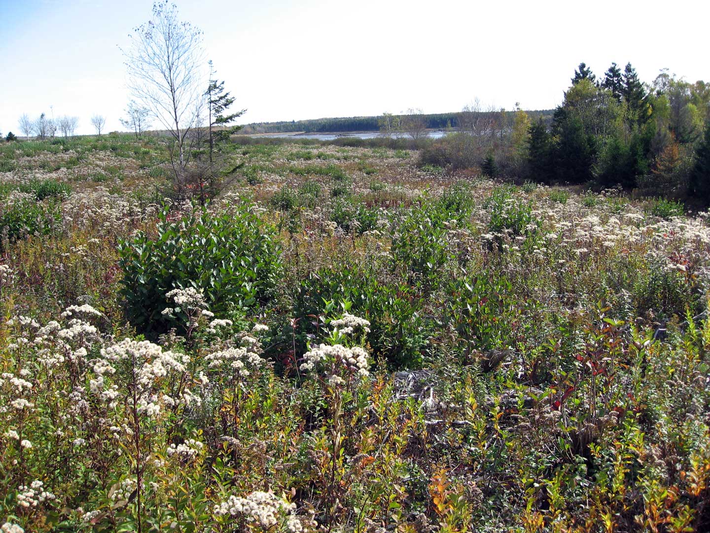 Woodcock Habitat