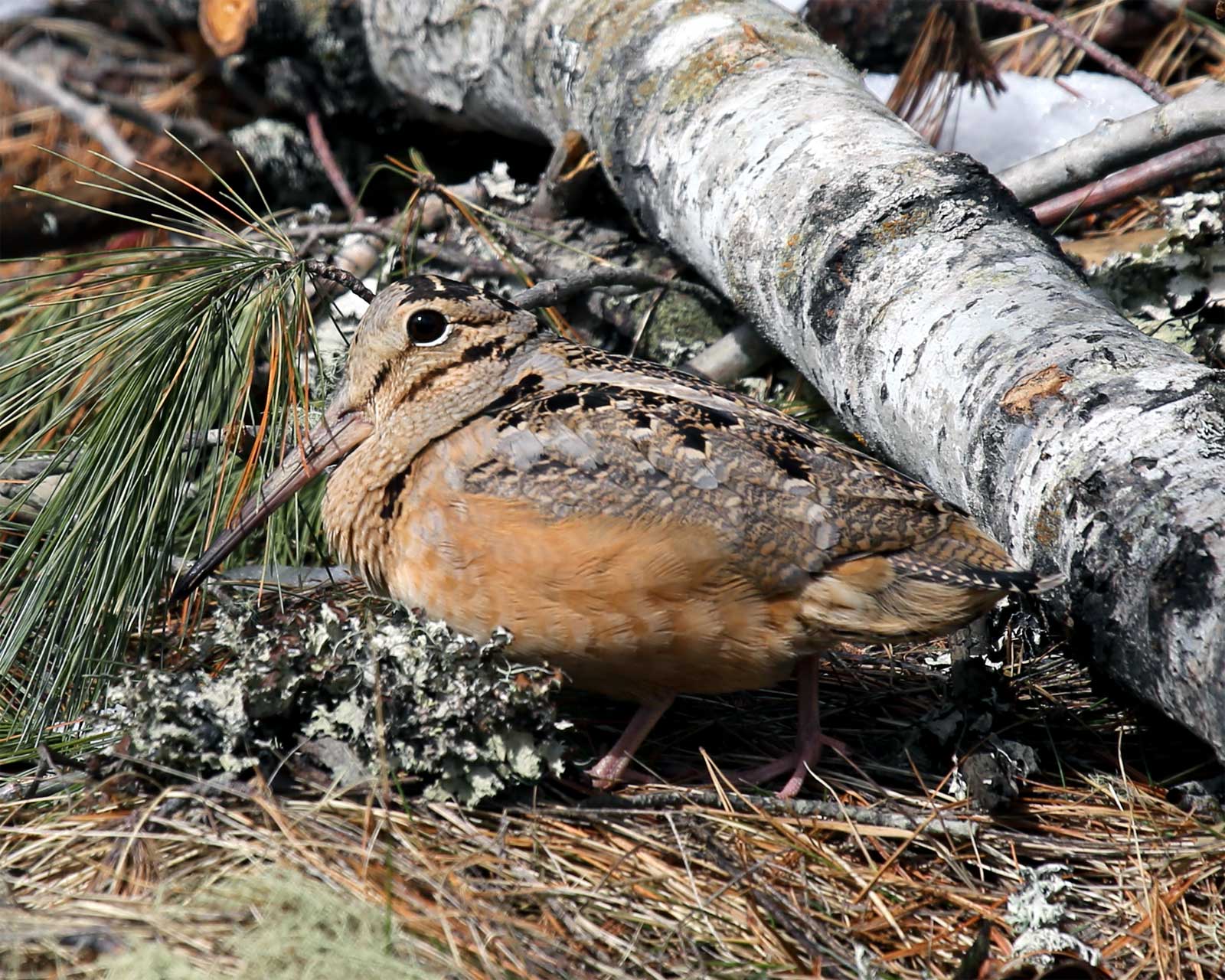 American Woodcock